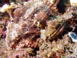 Scorpionfish.
Bunaken, Indonesia.
Olympus C-5050. by Yves Antoniazzo 